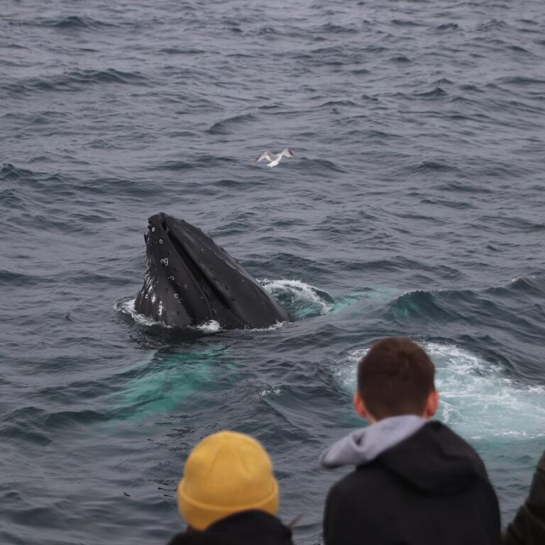 klasszikus-balnales-reykjavik-03