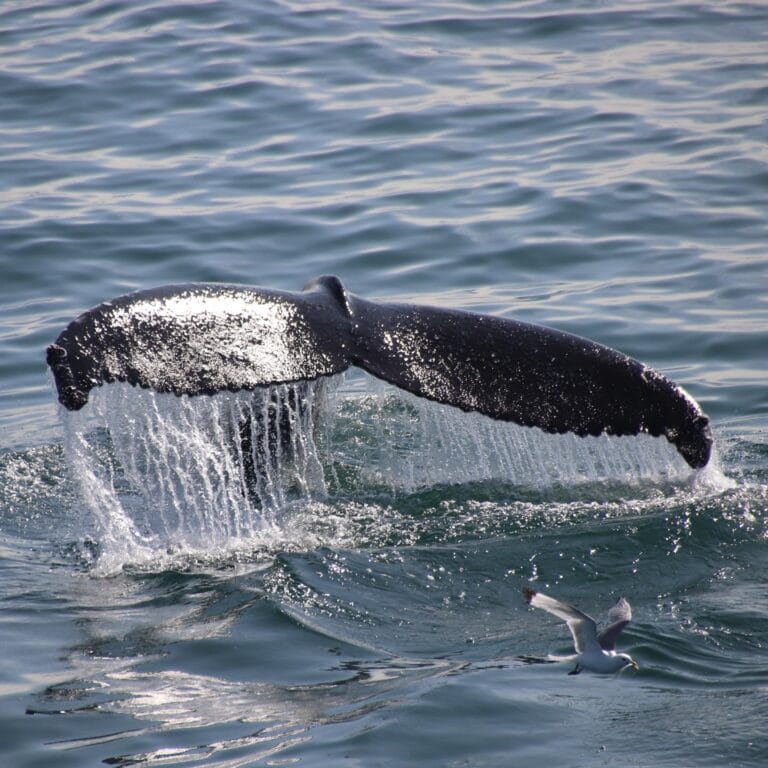 klasszikus-balnales-reykjavik-04