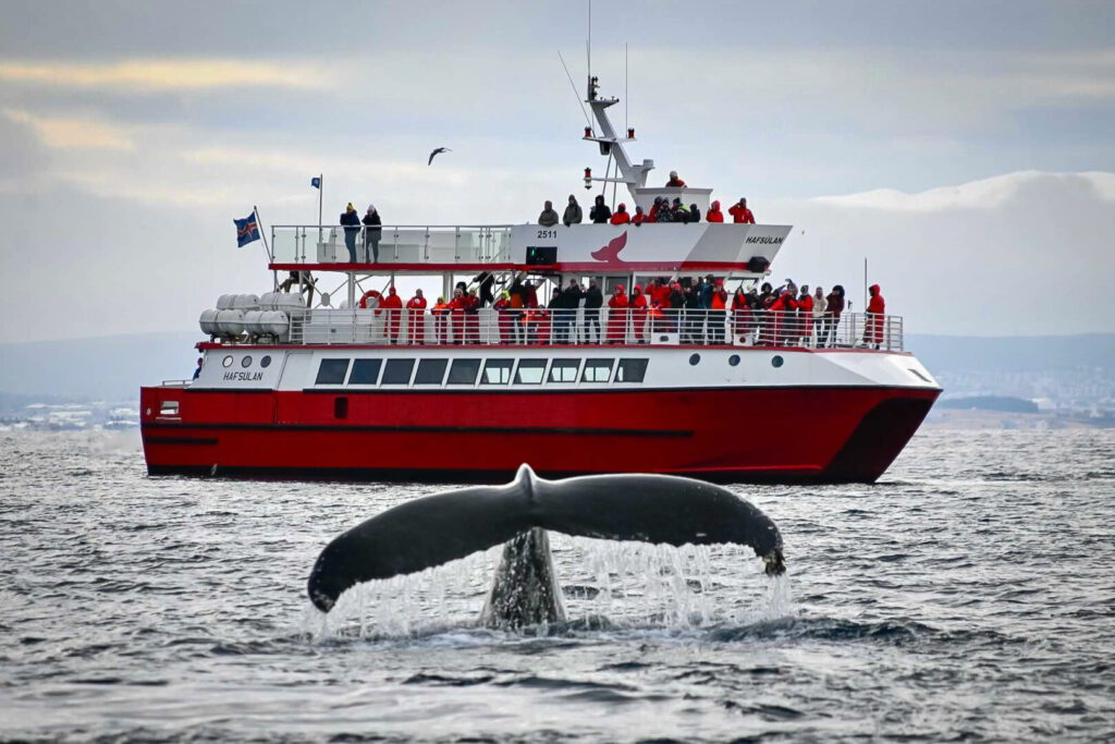 iros hajó fedélzetén turisták figyelik a bálnát bálnales túrán Reykjavík közelében, Izlandon