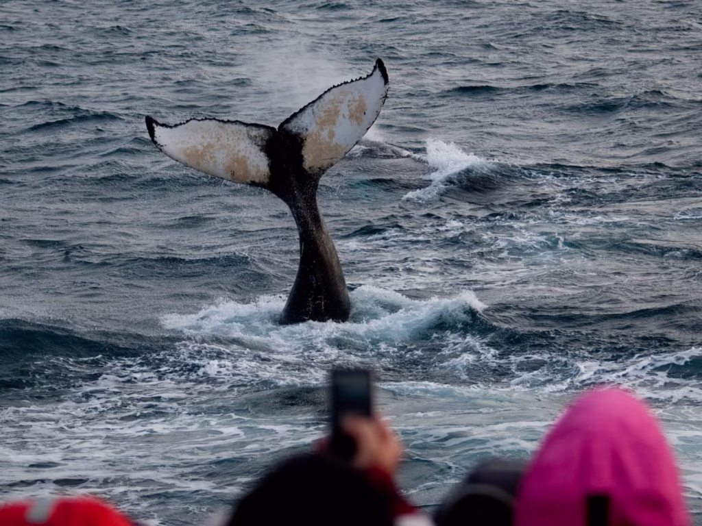 reykjavik balnales jacht 02