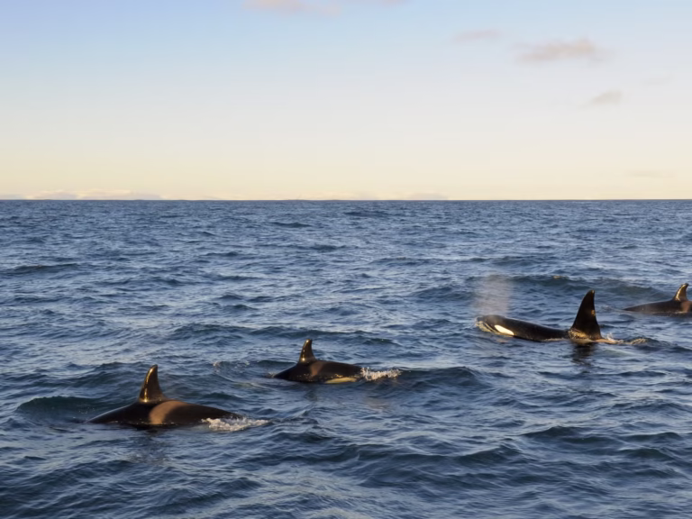 reykjavik-balnales-jacht-06