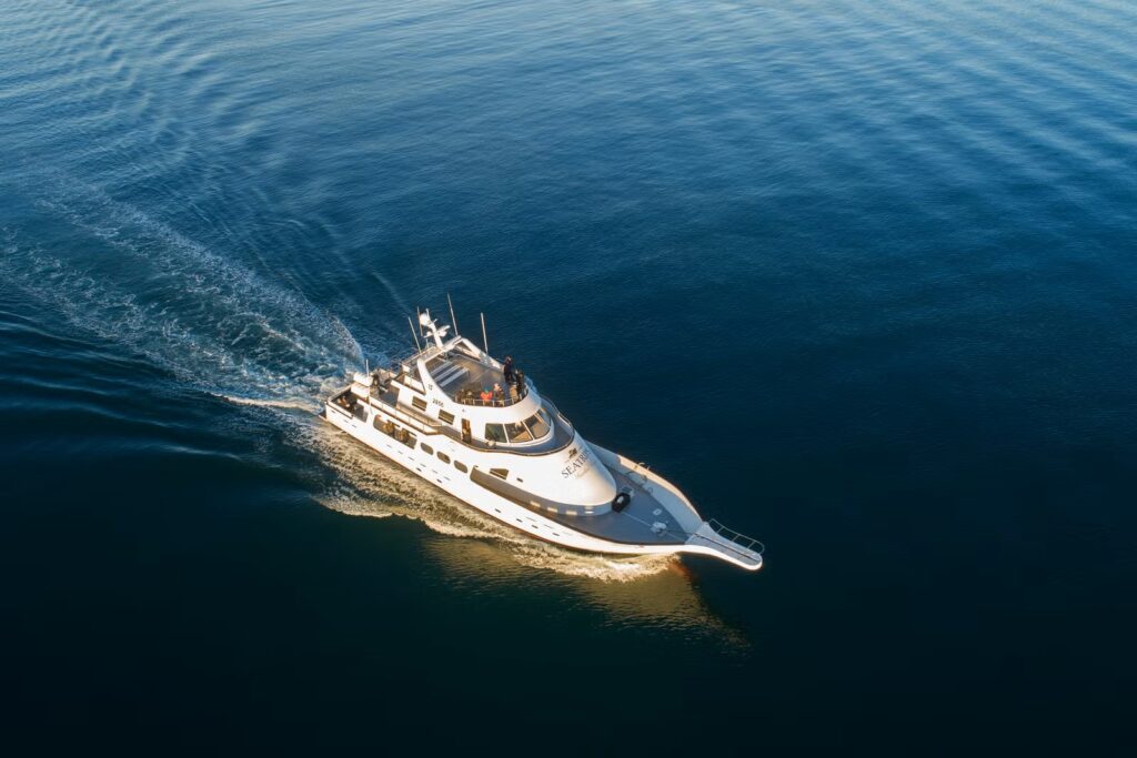 Bálnales túra Reykjavíkból az Amelia Rose jacht fedélzetén