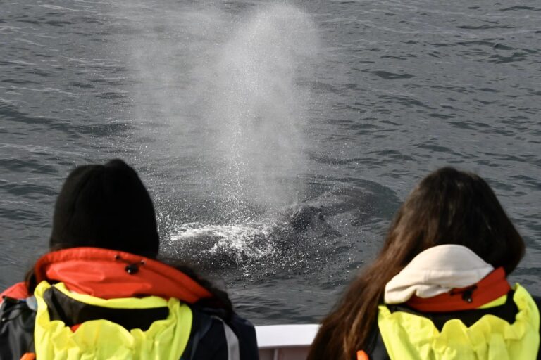 reykjavik-balnales-nagy-hajo-05