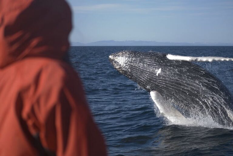 reykjavik-balnales-nagy-hajo-07