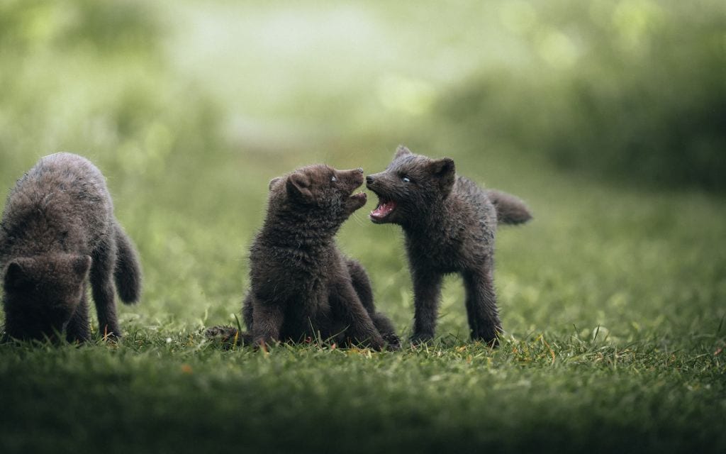 izland hornstrandir 02