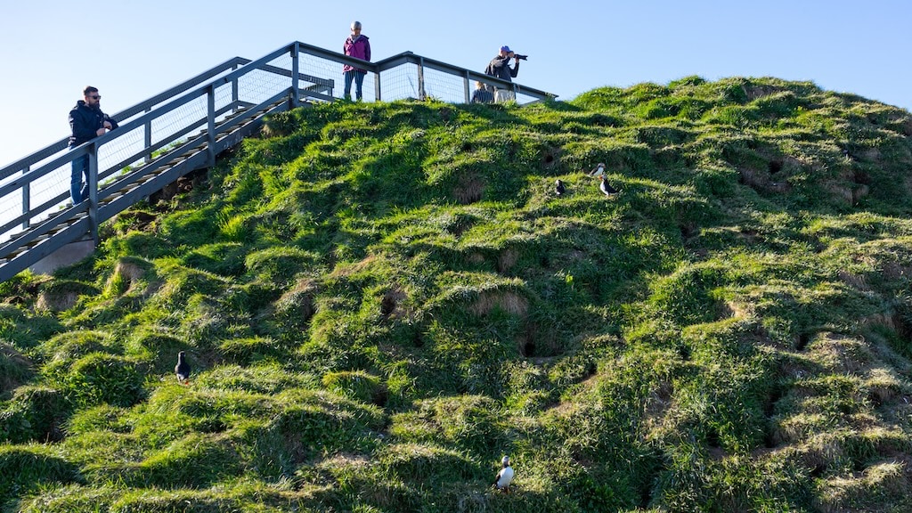 Lundanéző hely Bordarfjordur Eystri, Kelet-Izland
