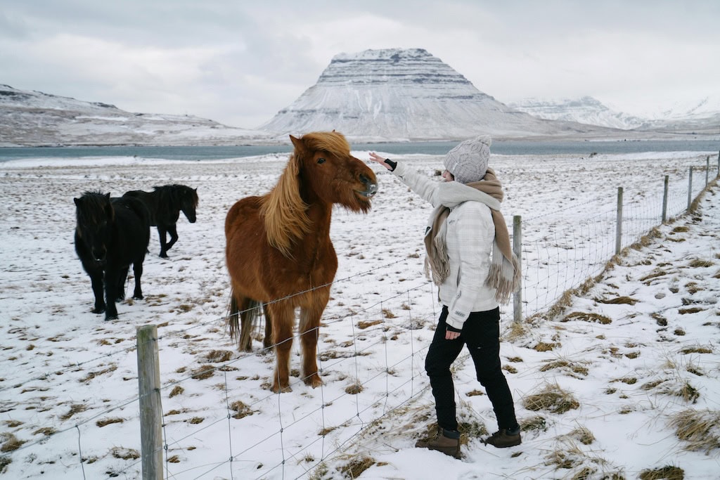 Turista izlandi lovakkal, háttérben Kirkjufell hegy – Közeli találkozás barátságos izlandi lovakkal ikonikus környezetben.