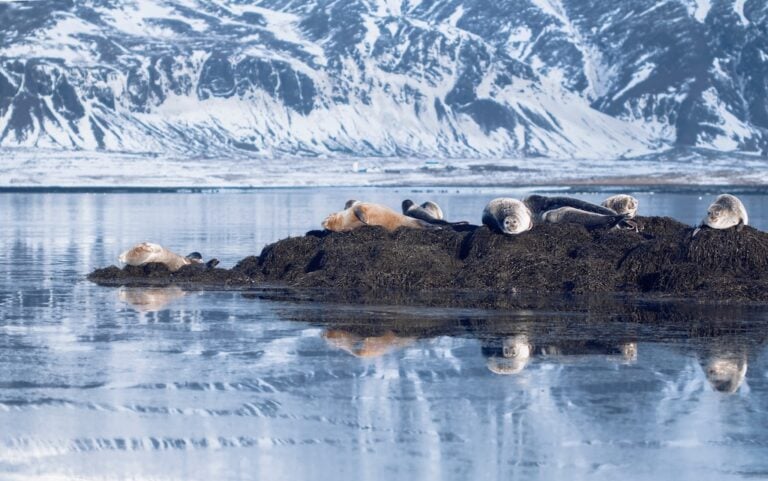 snaefellsnes ytri tunga