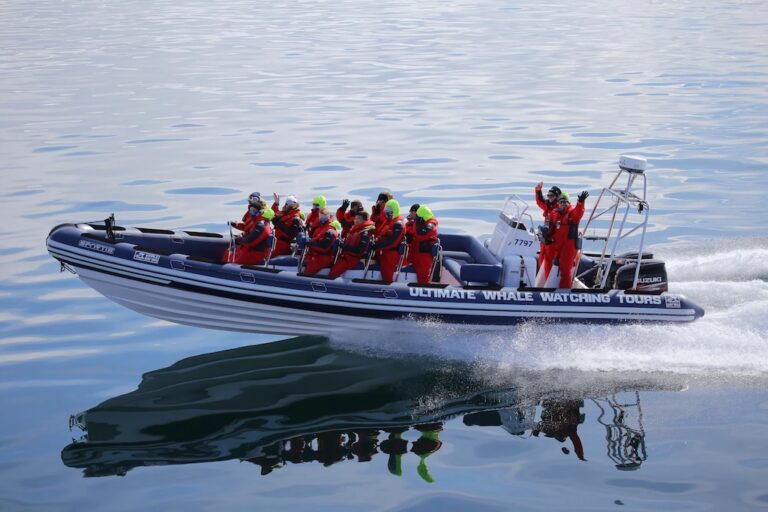 RIB hajós bálnales Reykjavík