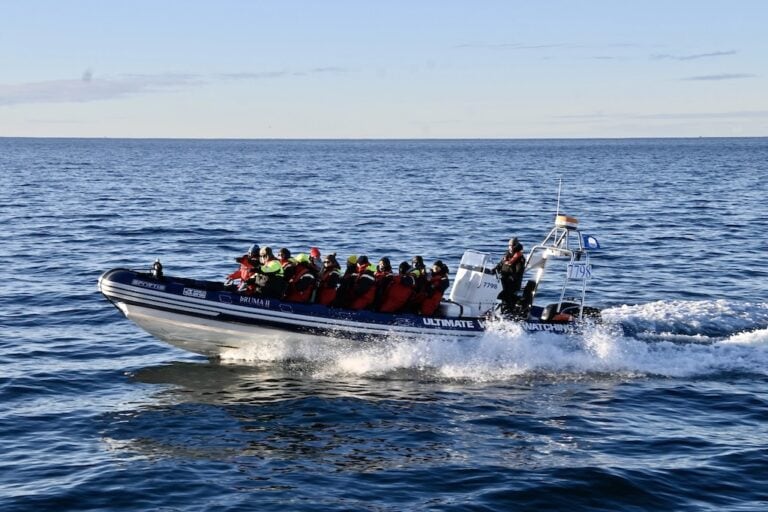 RIB hajós bálnales Reykjavík