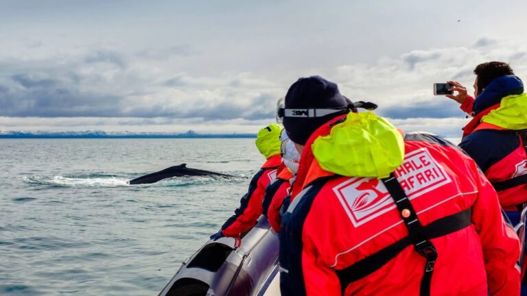 RIB hajós bálnales Reykjavík